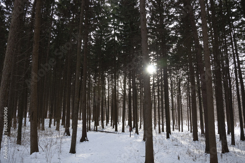 A Stand Of Pine Trees In The Wintertime With Snow Covered Ground & The Sun Shining Through