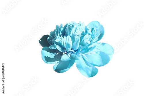 blue flower isolated on white background - image 