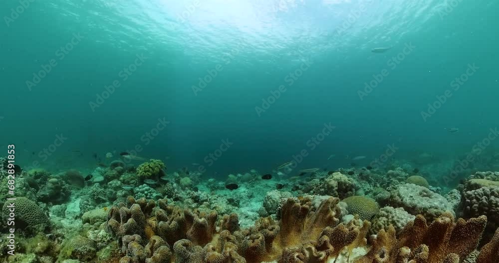 Coral reef and fish underwater world. Underwater coral reef landscape. Coral reef and fish underwater world. Underwater coral reef landscape.