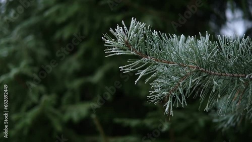 	
Christmas Natural Background with Beautiful Green Pine Branches and Snowfall. Evergreen Tree and Many Particles of Snow in the Air. Winter Forest Landscape. Copy Space. Super Slow Motion video foota photo