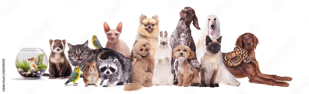 Collage made with different animals sitting against white background. Fish, chinchilla, ferret, cat, parrot, rabbit, hamster, raccoon, snake. Concept of animal lifestyle, pet friend, care and love