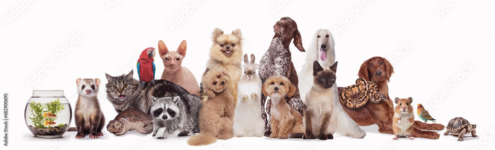 Collage made with different animals sitting against white background. Fish, turtle, chinchilla, ferret, cat, parrot, rabbit, hamster, raccoon. Concept of animal lifestyle, pet friend, care and love
