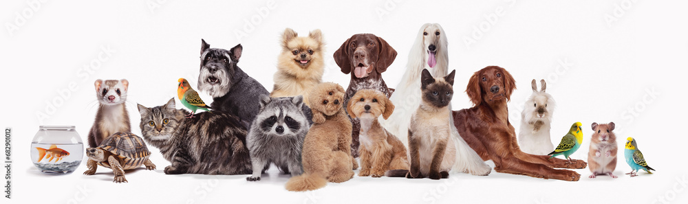 Collage made with different animals sitting against white background. Fish, turtle, chinchilla, ferret, cat, parrot, rabbit, hamster, raccoon. Concept of animal lifestyle, pet friend, care and love