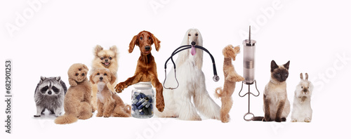Group of animals standing next to each other on white background. Dog, cat, raccoon, rabbit. Taking care after animal health with vet service. Concept of animal lifestyle, pet friend, care, love, vet
