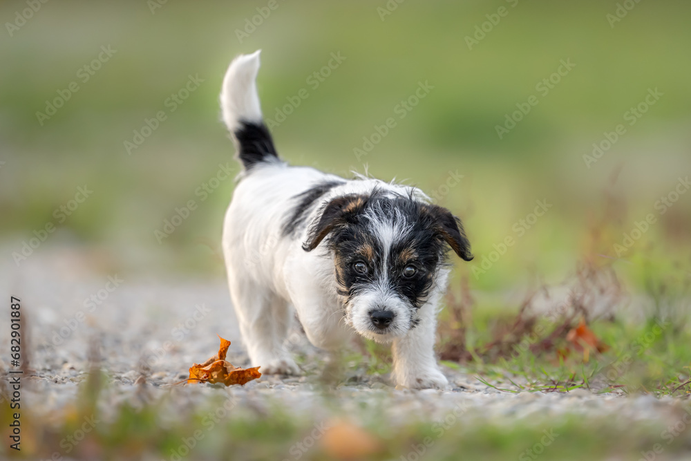 A nine week old Jack Russell Terrier puppy dog is engaged with a maple leaf in the autumn season outdoors in nature