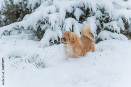 Young Pekingese cute dog in the snow playing in park .Winter time. Doggo in good mood on a walk © T.Den_Team