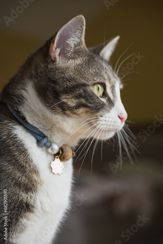 portrait of a cat