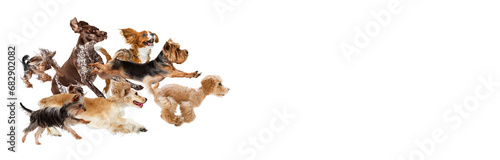 Collage made with different purebred dogs in motion, actively playing, running against white studio background. Concept of animal lifestyle, pet friend, care, love, vet