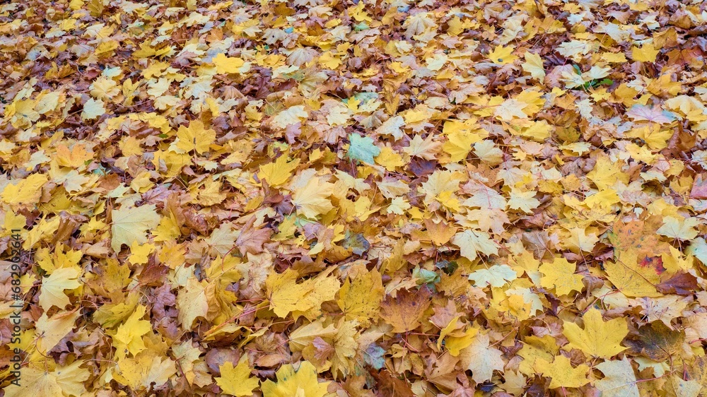 Autumn background. Dry leaves on the ground. The colorful image of fallen autumn leaves is perfect for seasonal use. Space for text. Autumn background. Dry leaves on the ground. The colorful image of fallen autumn leaves is perfect for seasonal use. Space for text.