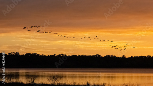 Flock of birds flying aganist a sunset sky over Upper Myakka Lake in Myakka River State Park in Sarasota Florida USA photo
