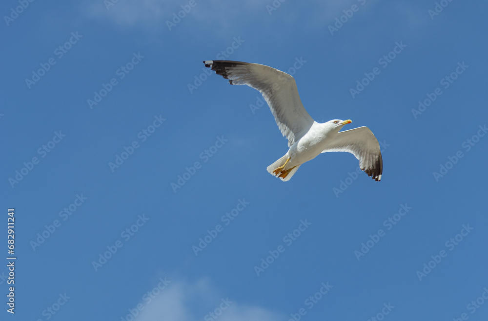 Gaivota italiana no céu de Veneza Gaivota italiana no céu de Veneza