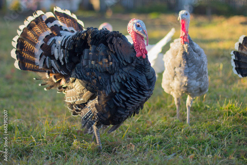 A home group of turkeys on a pasture, a farm in a Siberian village