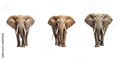Elephant isolated on white background © PngXpress