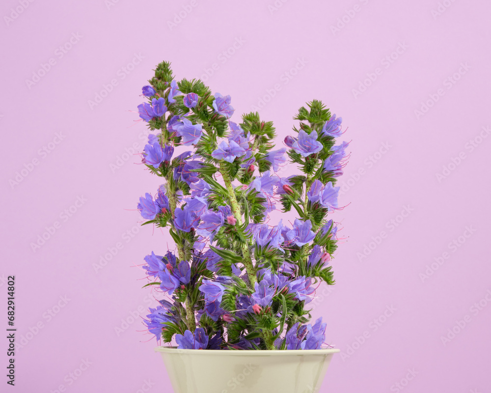 Beautiful blue flowers in a vase. Flower nature composition. Beautiful blue flowers in a vase. Flower nature composition.
