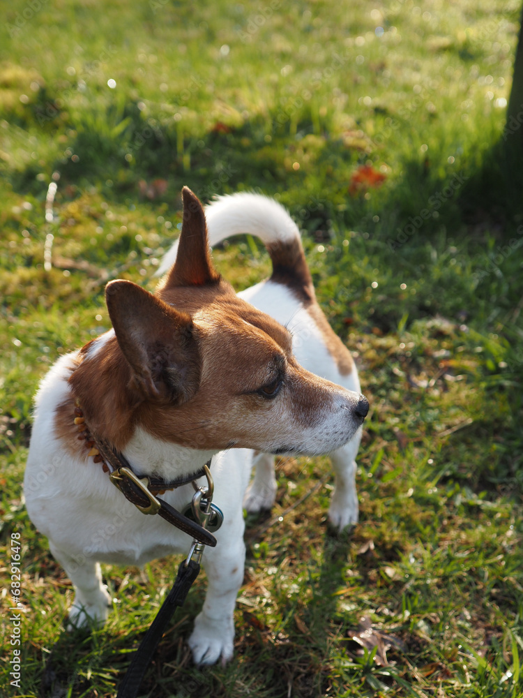 Cute young Jack Russell Terrier in a park on a dog walk with his human friend, togetherness or friendship Cute young Jack Russell Terrier in a park on a dog walk with his human friend, togetherness or friendship