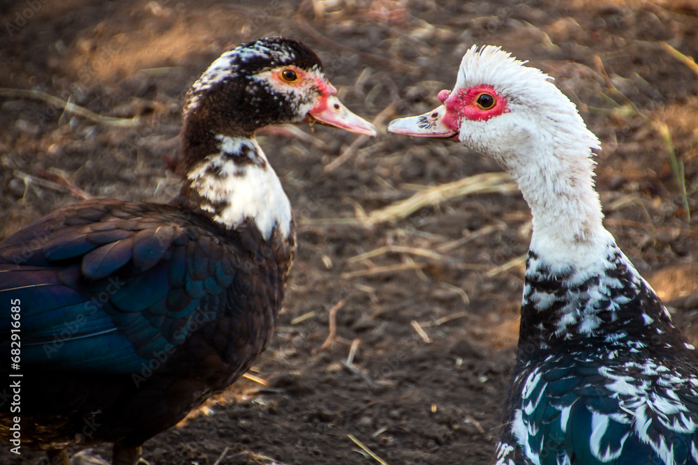 Two colorful ducks looking at each other close up
Two colorful ducks looking at each other close up