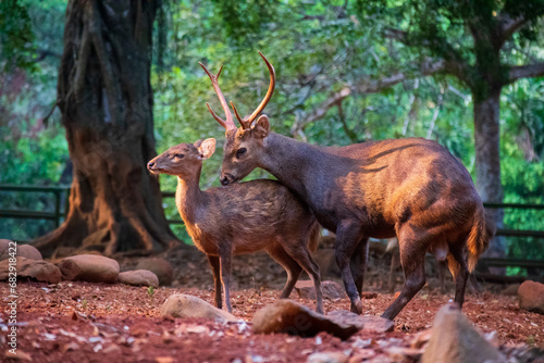 Stag and its baby are playing at Ragunan Zoo, South Jakarta