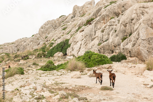 Brown wild goats on the mountain cliffs in Mallorca Spain
