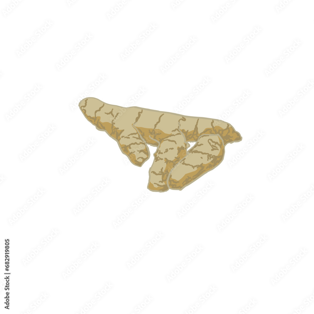 illustration of the roots of the white turmeric herbal plant illustration of the roots of the white turmeric herbal plant