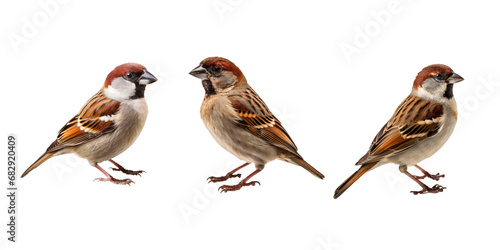 Sparrow isolated on white background