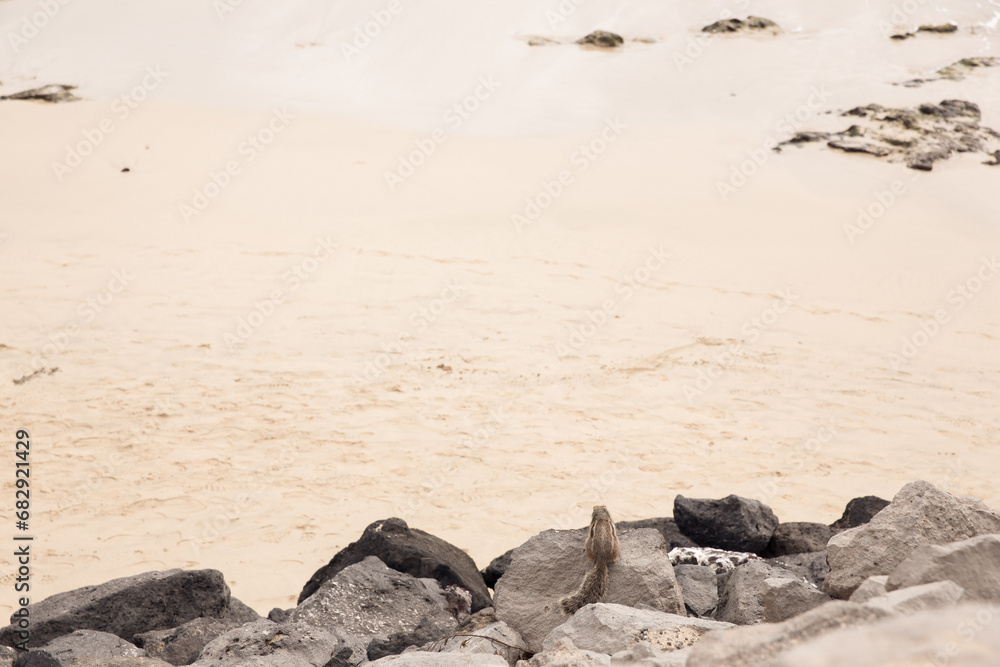 Obraz premium Stunning scenery and landscapes from the volcanic island Fuerteventura in Spain