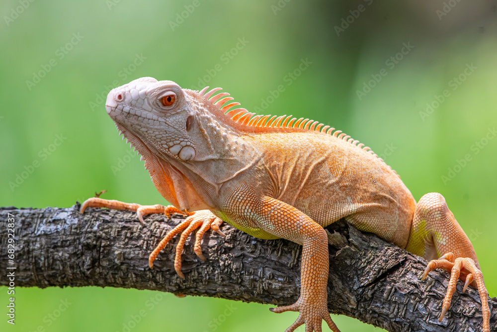 Fototapeta premium iguana on a tree