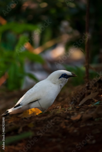 The Bali myna or Leucopsar rothschildi looking for its friend in Taman mini indonesia indah, east jakarta © Ahmad Adhitya N