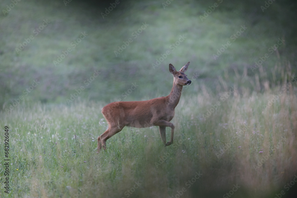 female roedeer in a beautiful summer meadow female roedeer in a beautiful summer meadow