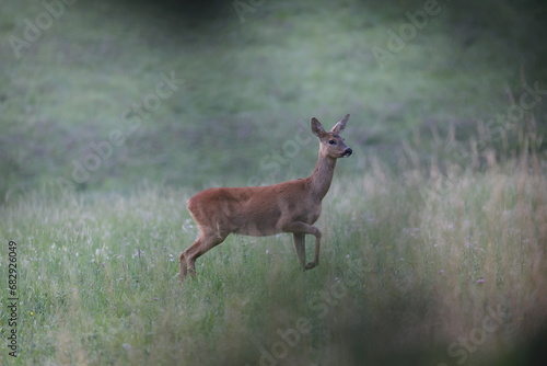 female roedeer in a beautiful summer meadow