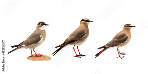 oriental pratincole isolated on white background