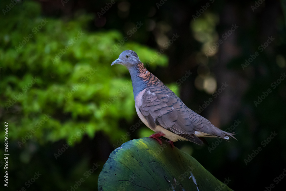 side view of The bar-shouldered dove or Geopelia humeralis relaxing on a cactus at Taman Mini Indonesia Indah, East Jakarta side view of The bar-shouldered dove or Geopelia humeralis relaxing on a cactus at Taman Mini Indonesia Indah, East Jakarta
