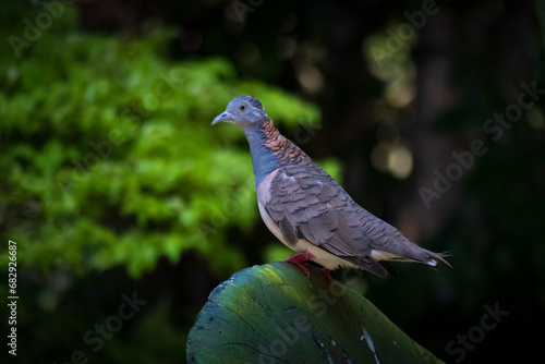 side view of The bar-shouldered dove or Geopelia humeralis relaxing on a cactus at Taman Mini Indonesia Indah, East Jakarta photo