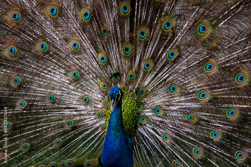 Naklejka premium A peacock trying to attract a peahen with his beautiful tail at Taman Mini Indonesia Indah, East Jakarta