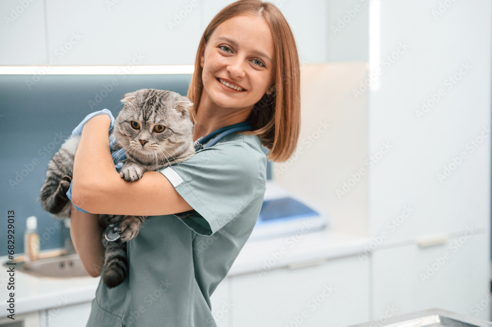 After the check up, holding and smiling. Scottish fold cat in the veterinarian clinic with female doctor
