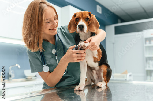 Professional doctor is cutting the nails. Woman veterinarian is with dog in the clinic © standret