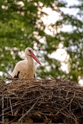 White stork in the nest in the forest