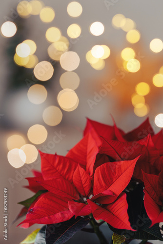 festive cozy interior arrangement, winter christmas concept, red poinsettia flower, lights