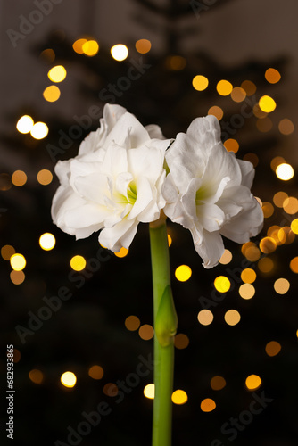 festive cozy interior arrangement, winter christmas concept, white amaryllis flower, lights © Olga Miltsova