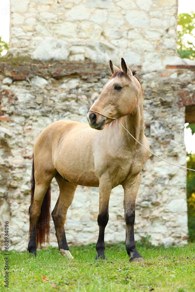 beautiful bucking horse in nature beautiful bucking horse in nature