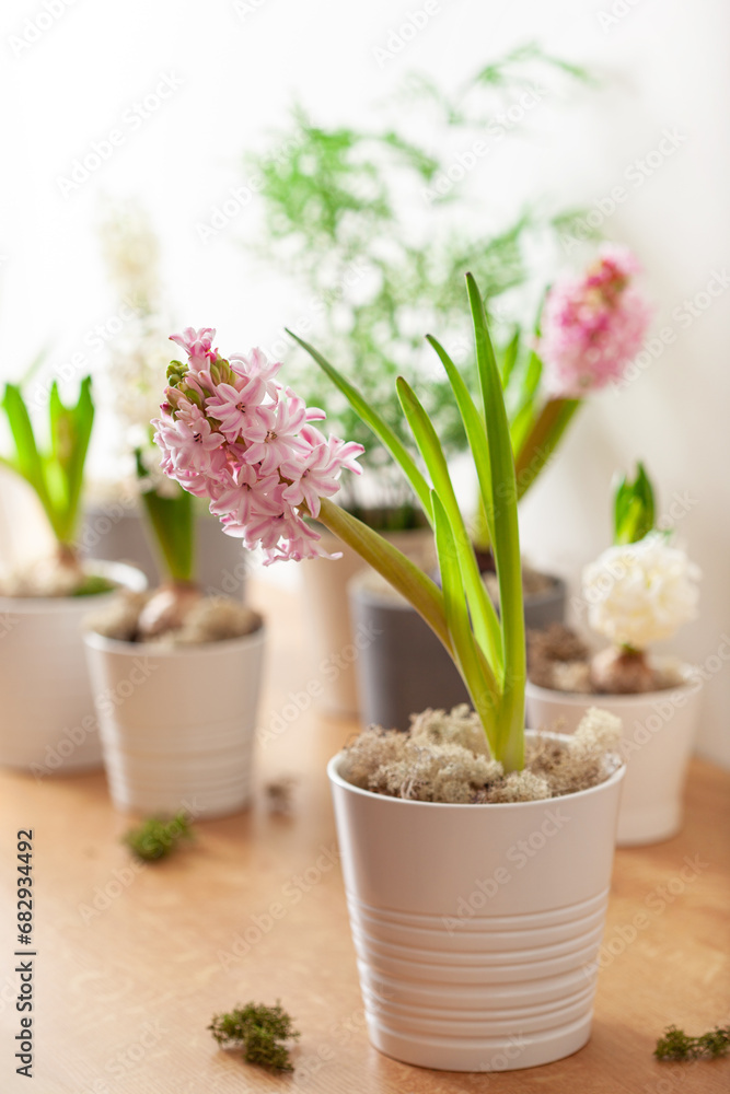 white pink hyacinth traditional winter christmas or spring flower white pink hyacinth traditional winter christmas or spring flower