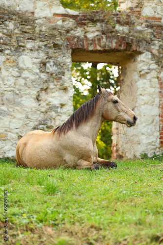 beautiful bucking horse in nature
