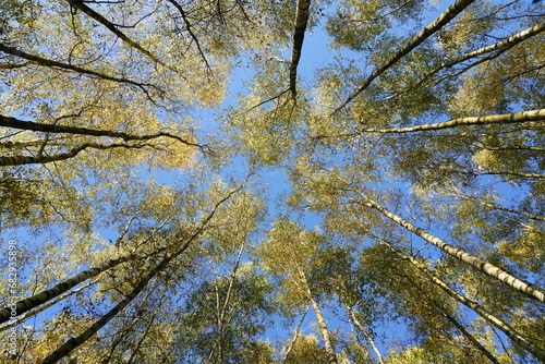 autumn in the birch forest,herbst im birkenwald photo