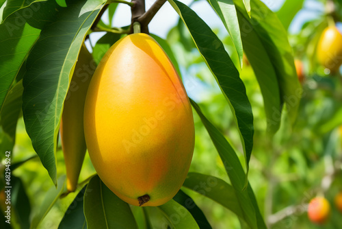 Ripening mango hanging on batch on tree. Generative AI photo