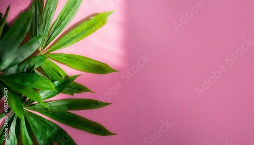 Trendy pink background with green tropical plants and leaves.  