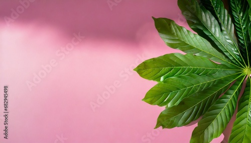 Trendy pink background with green tropical plants and leaves. 
