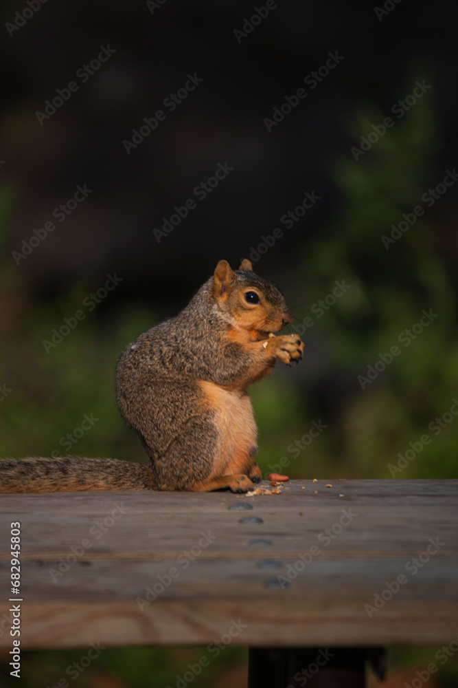 Fototapeta premium squirrel eating nut
