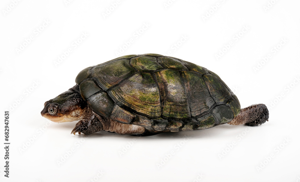 African helmeted turtle, Marsh terrapin // Starrbrust-Pelomedusenschildkröte (Pelomedusa subrufa) African helmeted turtle, Marsh terrapin // Starrbrust-Pelomedusenschildkröte (Pelomedusa subrufa)