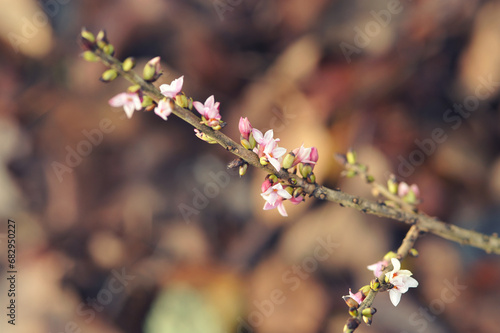 Branch with flowers, pink mezereum blossom