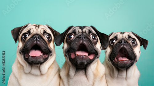 Three pug dogs on a mint pastel background, surprised animals, concept of shock, startle 