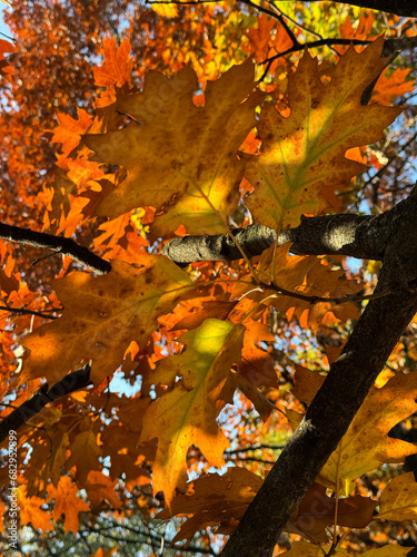Autumn leaves colorful in sunset, no people are visible.